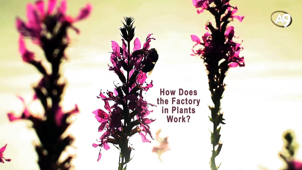 How does the factory in plants work?