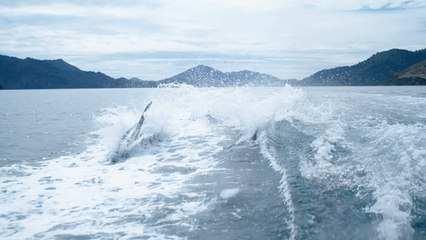 Playful Dolphins Put on a Show for Boaters in Marlborough Sounds