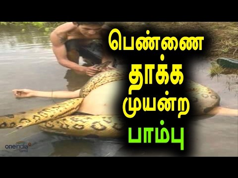 பெண்ணை தாக்க முயன்ற நல்ல பாம்பு | Cobra tried to attack the Woman - Oneindia Tamil