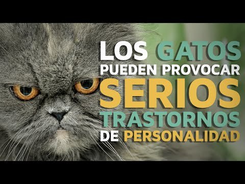Los gatos pueden provocar serios TRASTORNOS de personalidad