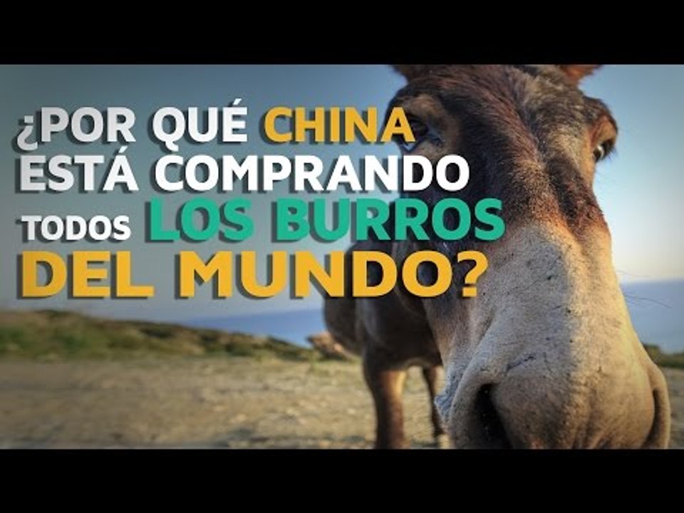 ¿Por qué China está comprando todos los BURROS del mundo?