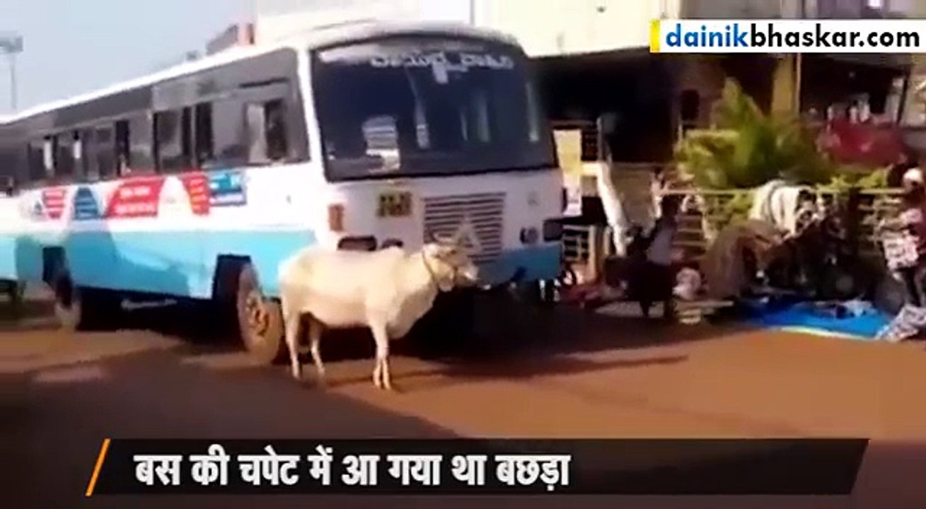 Cow ka dushman
