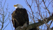 LOVE BIRDS 2 American Bald Eagle Eagles Resting on Tree watch in HD Full Screen