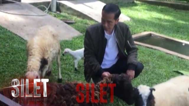 Kambing Peliharaan Melahirkan, Presiden Joko Widodo Bahagia - Silet 15 Maret 2017