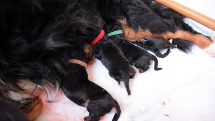 Portée Freyja Hercule 2017