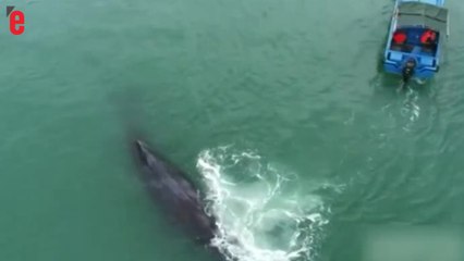 Ce grand cachalot remercie les pêcheurs qui l'ont sauvé