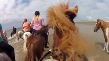 Horse Riding - Icelandic Horses for  dsvse