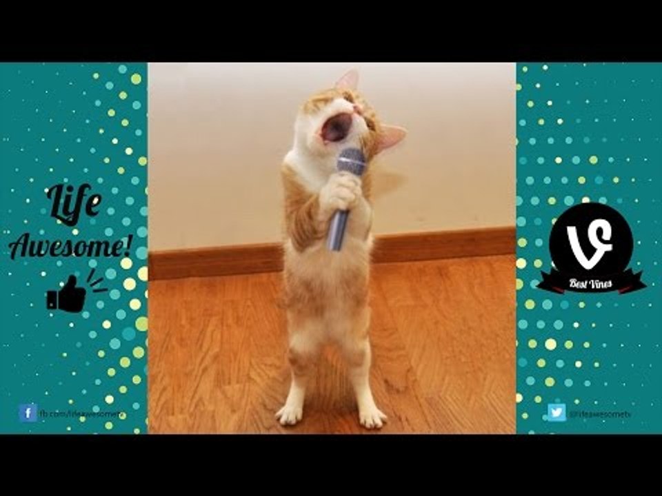 TRY NOT TO LAUGH - Cats Are Just The Funniest Pets Ever || Funny Cat Compilation 2016