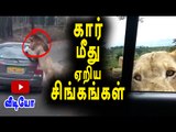 காரை தாக்கிய சிங்கம் | Bengaluru: 3 Lions attacked vehicles in park- Oneindia Tamil