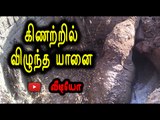 கிணற்றை உடைக்க மறுப்பதால் தவிக்கும் யானை | Elephant fall in Well- Oneindia Tamil