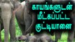 Deep well fallen elephant rescued safely - Oneindia Tamil