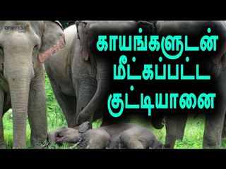 Deep well fallen elephant rescued safely - Oneindia Tamil