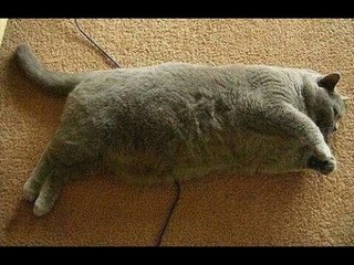 Top Best Funny Animals Vines Compilation 2016 | The Best Vines 2016