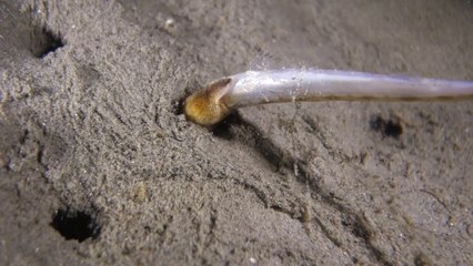 Un ver de sable avale un poisson vivant... terrifiant!