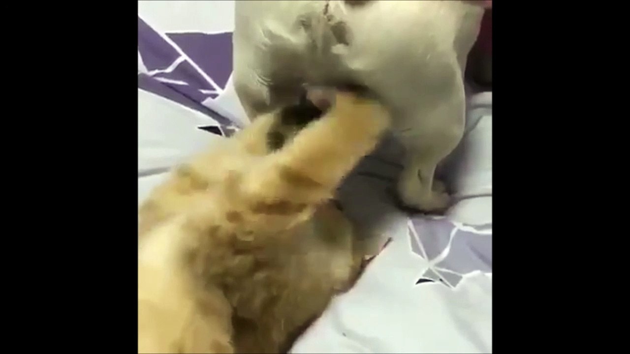 Ce chat joue avec les boules du chien... Ahahah