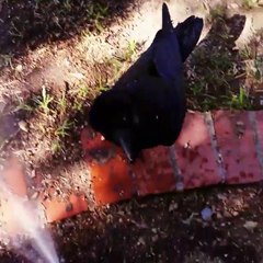Ce corbeau joue avec le jet d'eau