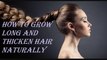 How To Grow Long and thicken Hair Naturally at Home || Home Remedies