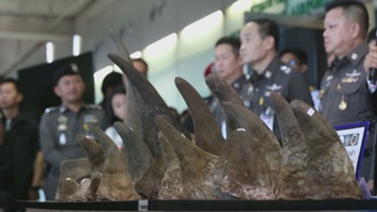 Tailandia se incauta de 21 cuernos de rinoceronte procedentes de Etiopía