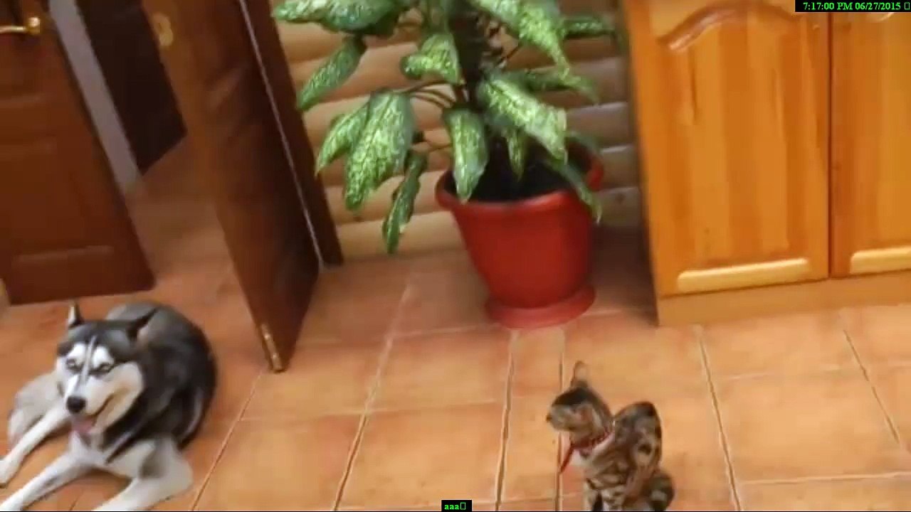 Dog and cat