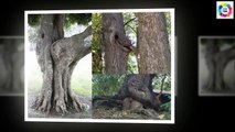 Funny Pictures ! Funny Trees Amazing ! Funny Shaped Plants !