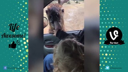 YOU LAUGH, YOU LOSE - FUNNY VINES FAILS COMPILATION 2017 | Life Awesome