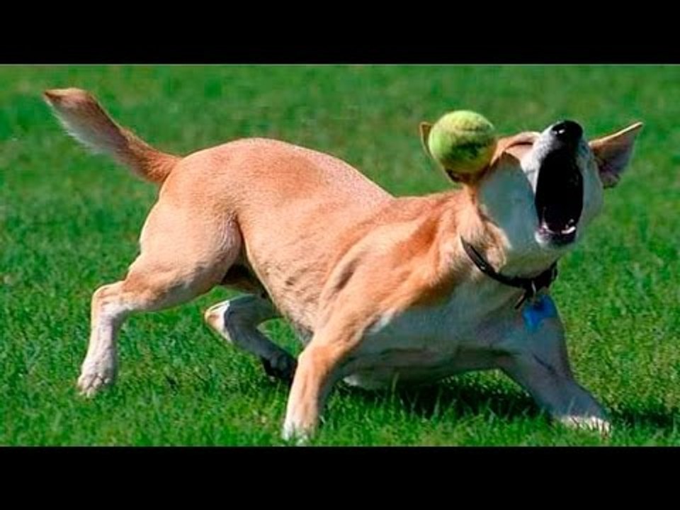 *Life Awesome* FUNNY ANIMALS FAILS VINES COMPILATION 2017 | Funny Cat & Dog Videos 2017