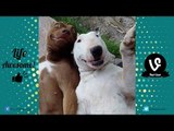 TRY NOT TO LAUGH or GRIN - Funny Animals Fails Compilation 2016 Part 3 || by Life Awesome
