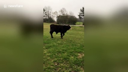 Bull calf 'terrorises' dog