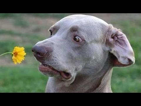 FUNNY DOGS FAILS COMPILATION 2017 | AFV Funny Vines Fails by Life Awesome