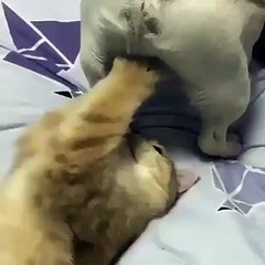 Un chaton s'amuse avec les grelots du chien