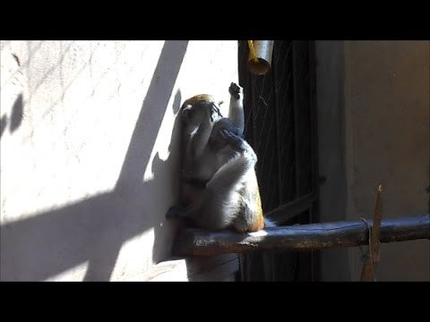 Blue Monkeys Love to Cuddle