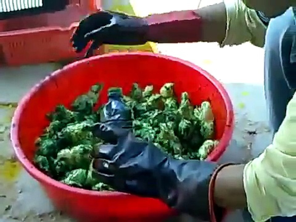 L'enfer des poussins de Pâques