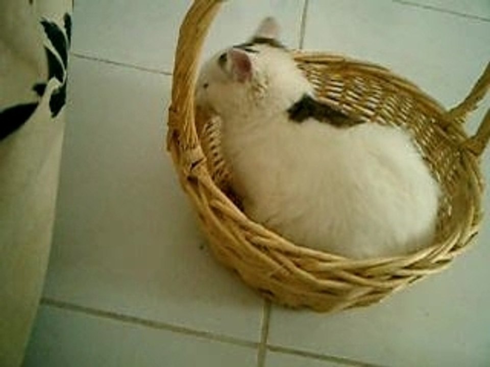 chat