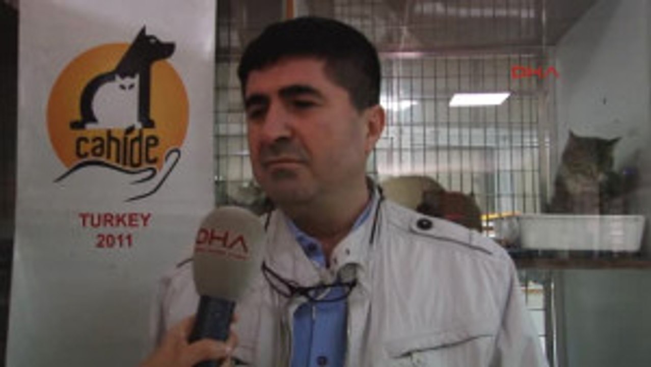 Gaziantep Mehmetçiğin El Bab'da Bulduğu 'Barış' Adlı Kedi Türkiye'de-arşiv