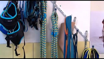 SOLIDARITE/ handicap: jamais sans mon chien