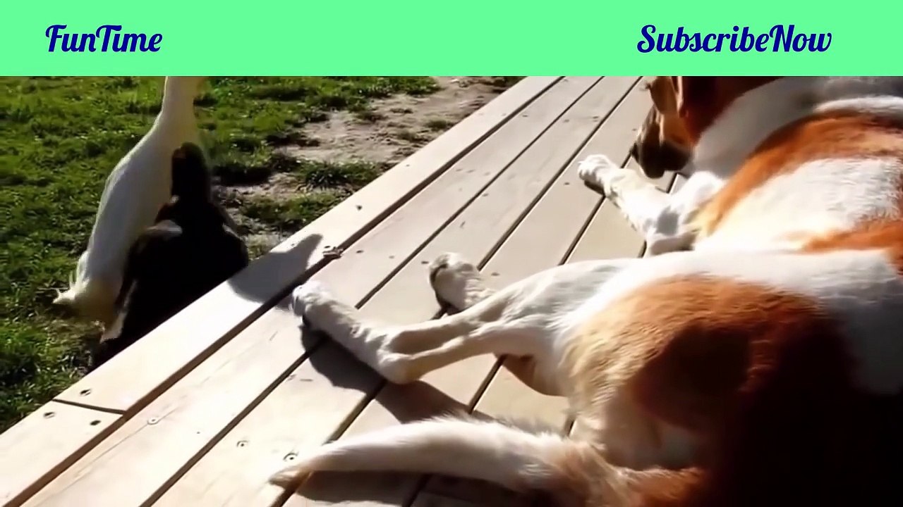 Funny Animals Video - Cute Animal Videos - Funny Animals Compilation 2016-SR3-KR1UdGM