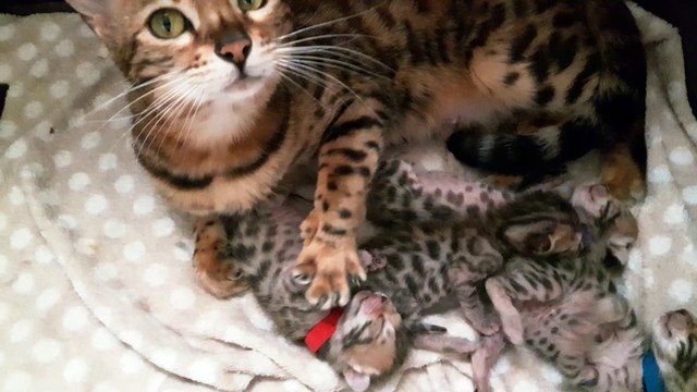 Helfina coons : Chatons bengal Abigall MICHOBENGAL