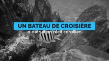 Un paquebot de croisière détruit un récif corallien