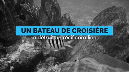 Un paquebot de croisière détruit un récif corallien