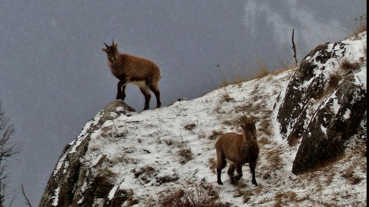 Bouquetins à Chatalamia (Vanoise)