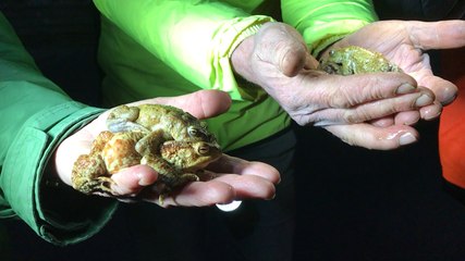 Des bénévoles sauvent des crapauds