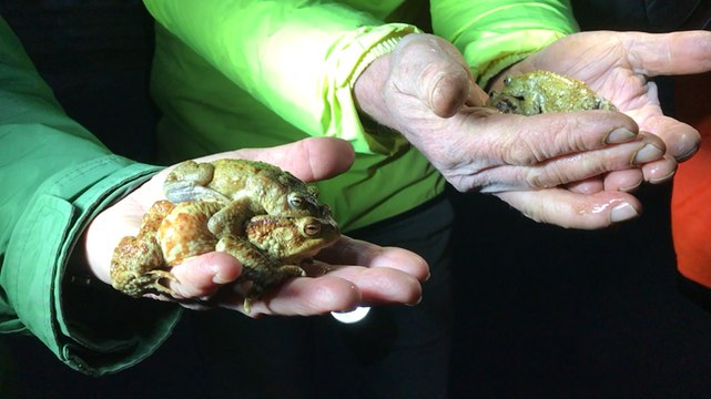 Des bénévoles sauvent des crapauds