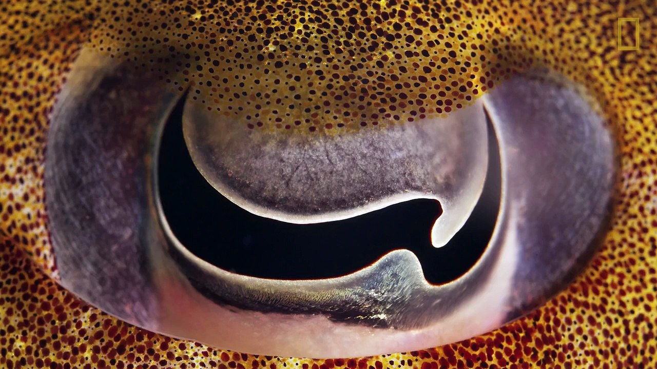 İnsanlar Ve Hayvanlar Dünyayı Nasıl Farklı Görürler?