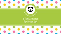 Female names for brown dog - the best names for your pet - www.namesoftheworld.net