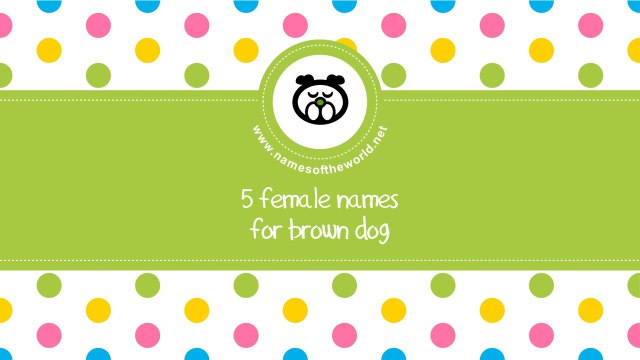 Female names for brown dog - the best names for your pet - namesoftheworld.net