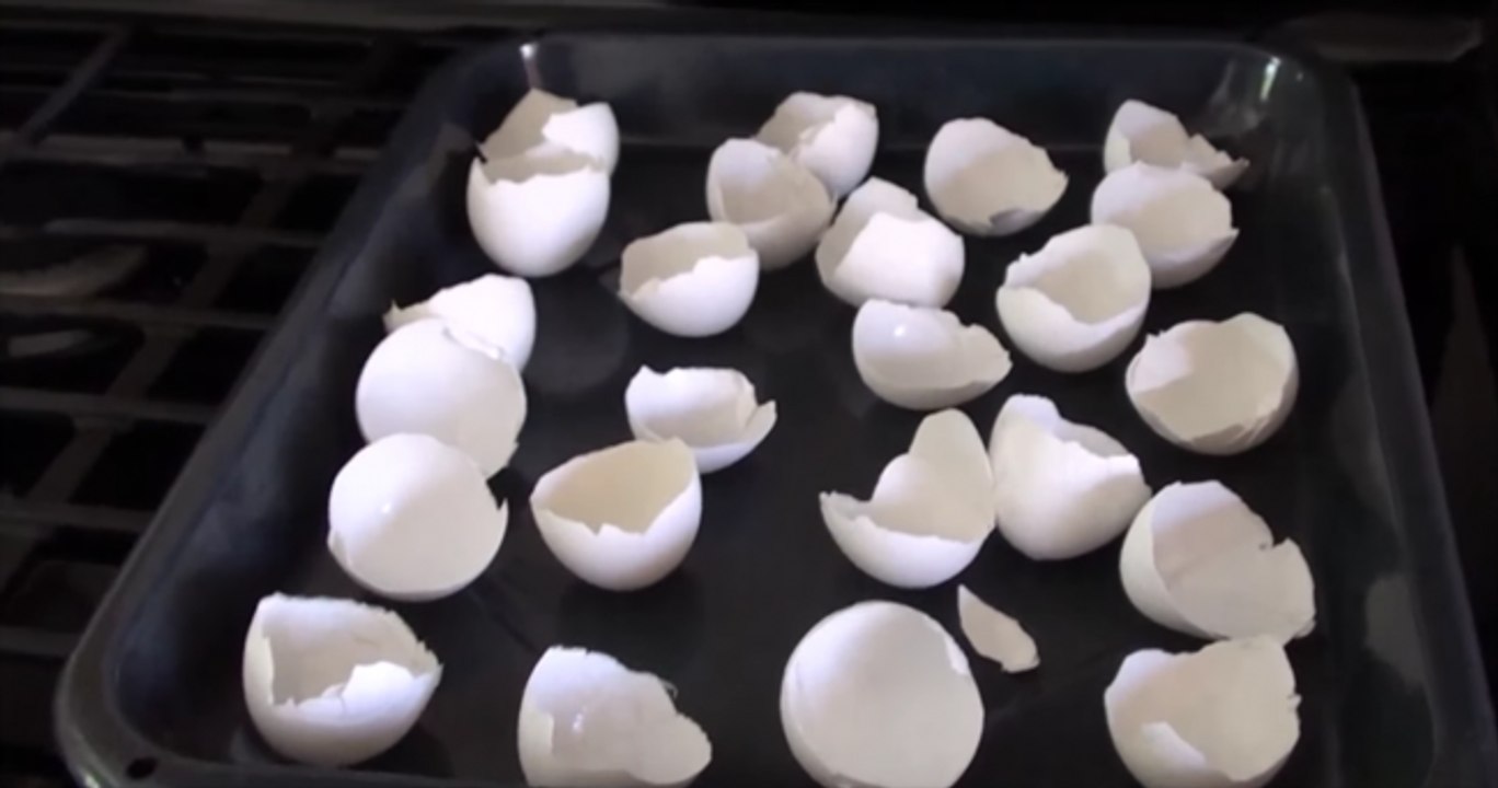 Depois de saberes isto nunca mais vais deitar fora as cascas de ovo! Vais desejar ter descoberto mais cedo!