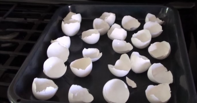 Depois de saberes isto nunca mais vais deitar fora as cascas de ovo! Vais desejar ter descoberto mais cedo!
