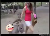 Girl Make Friends And Enjoy Donkeys