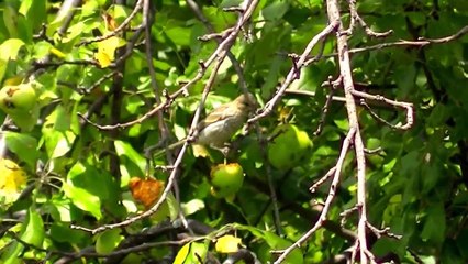 Entertainment Videos For Cats and Dogs To Watch - Squirrel and Bird Fun