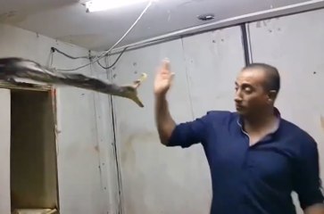 Régis veut attraper un serpent très agressif !!!